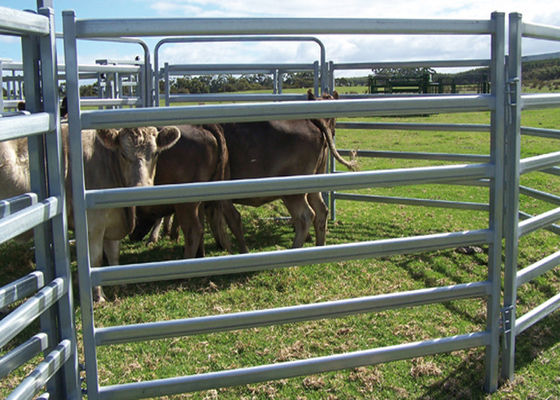 1.8mx2.1m Cattle Metal Fence Panels , Steel Round Cattle Panels