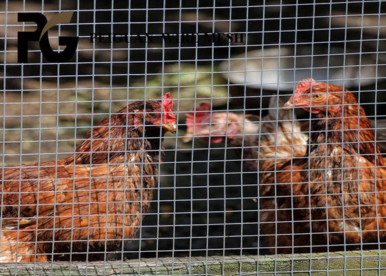 Lightweight Farm Galvanized Welded Wire Mesh 50.8mmx50.8mm