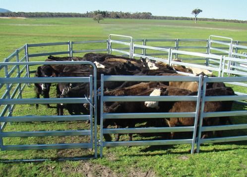 Round Rails Livestock 1.8m Steel Cattle Yard Panels Hot Dipped Galvanized