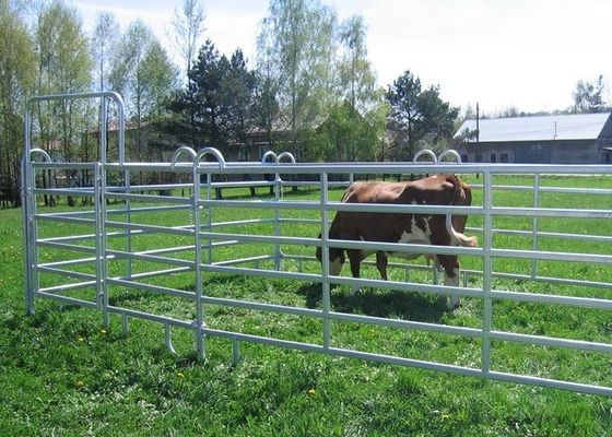 Round Pipe Galvanized Cattle Rail Fencing 1.6m Height