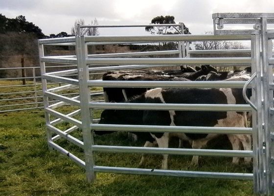 Round Pipe Galvanized Cattle Rail Fencing 1.6m Height