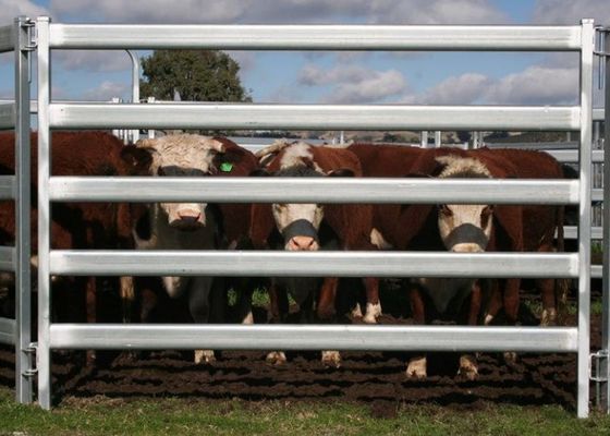 Round Pipe Galvanized Cattle Rail Fencing 1.6m Height